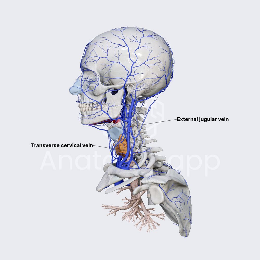 Transverse cervical veins