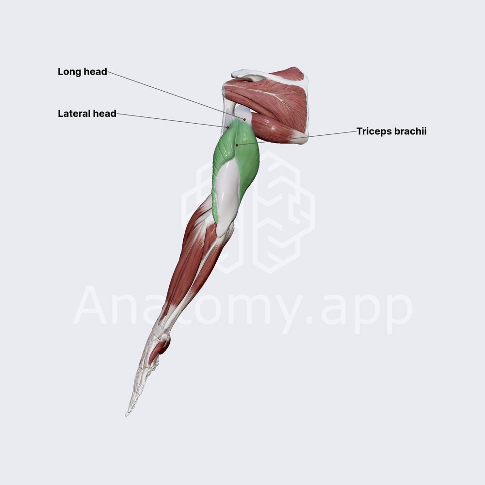 Triceps brachii muscle