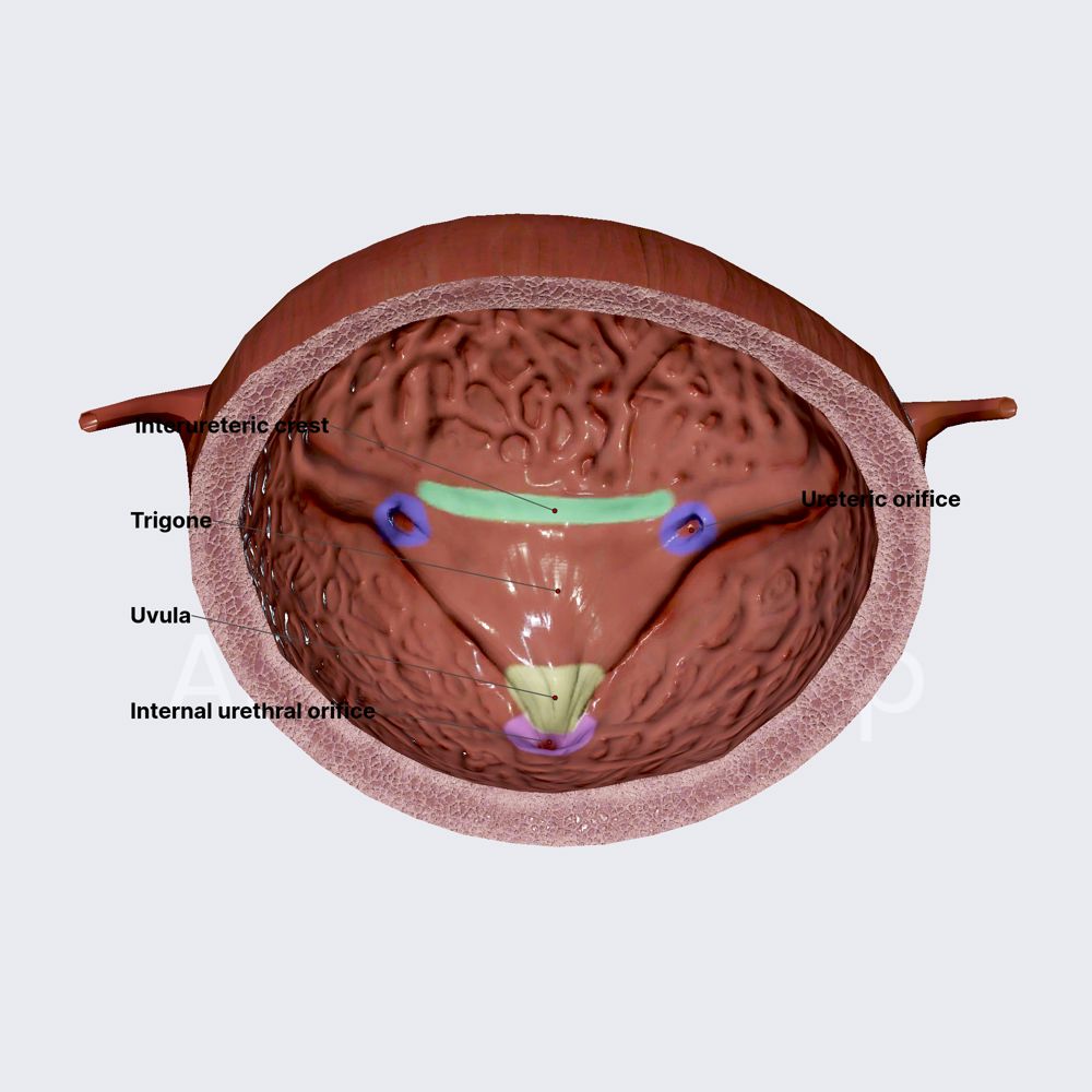 Trigone and openings of urinary bladder