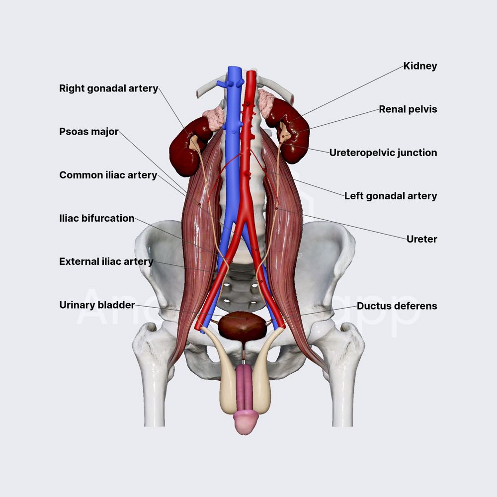 Ureters