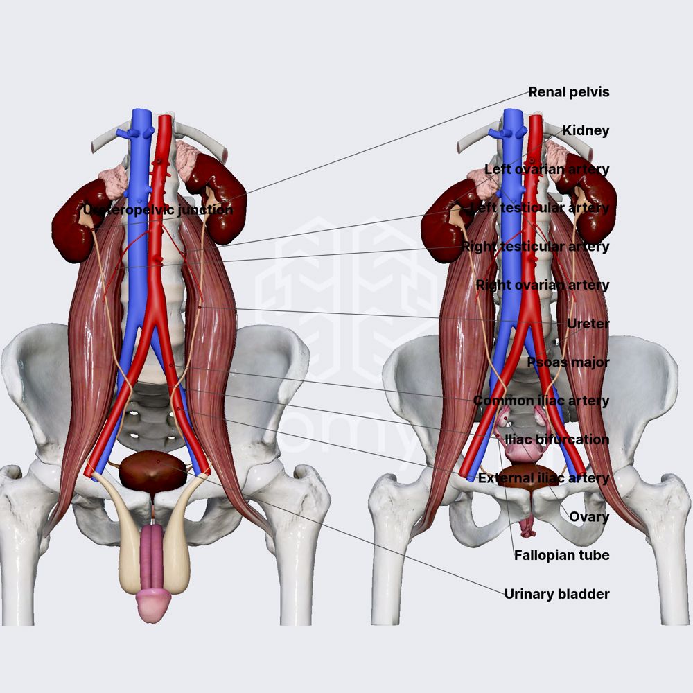 Ureters