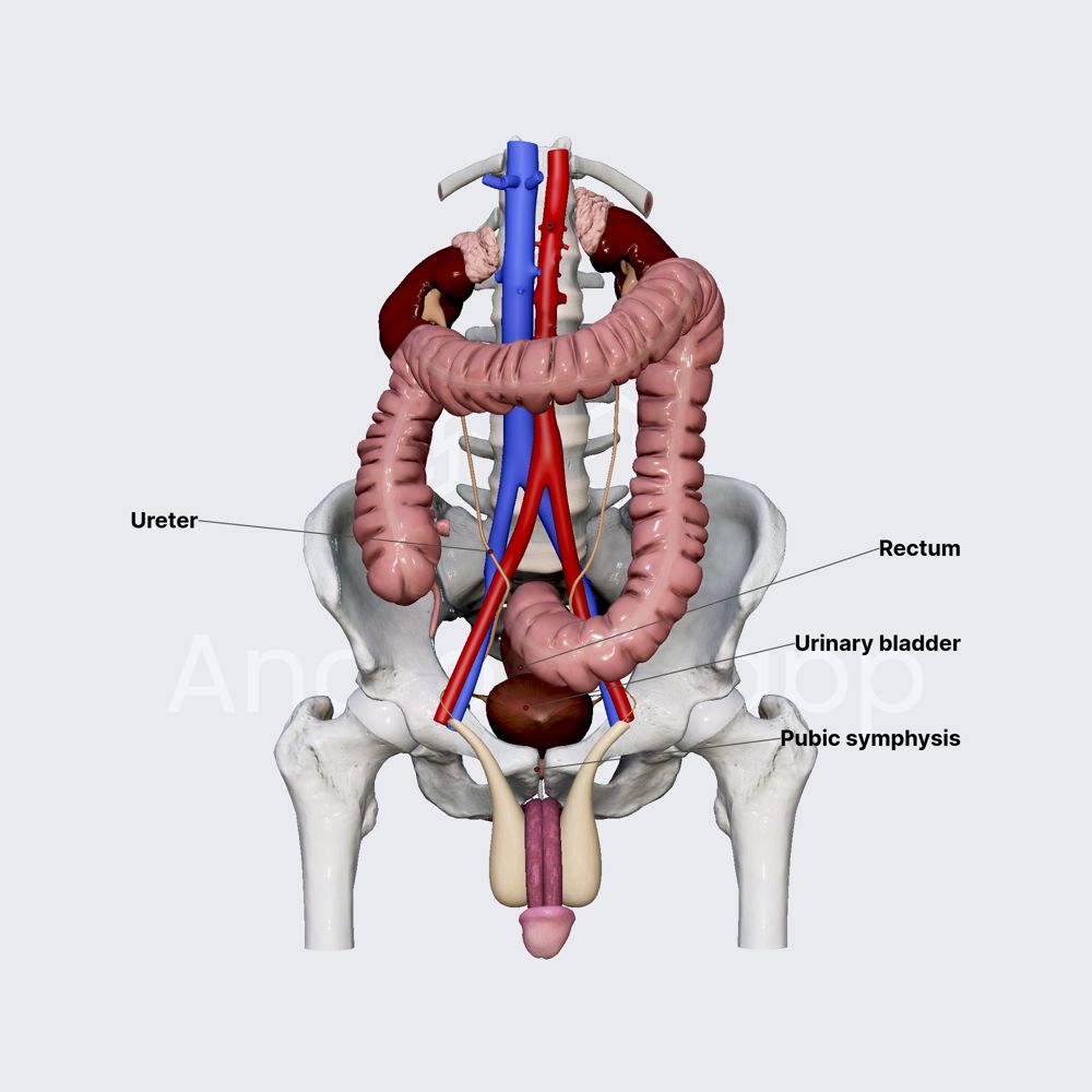 Urinary bladder