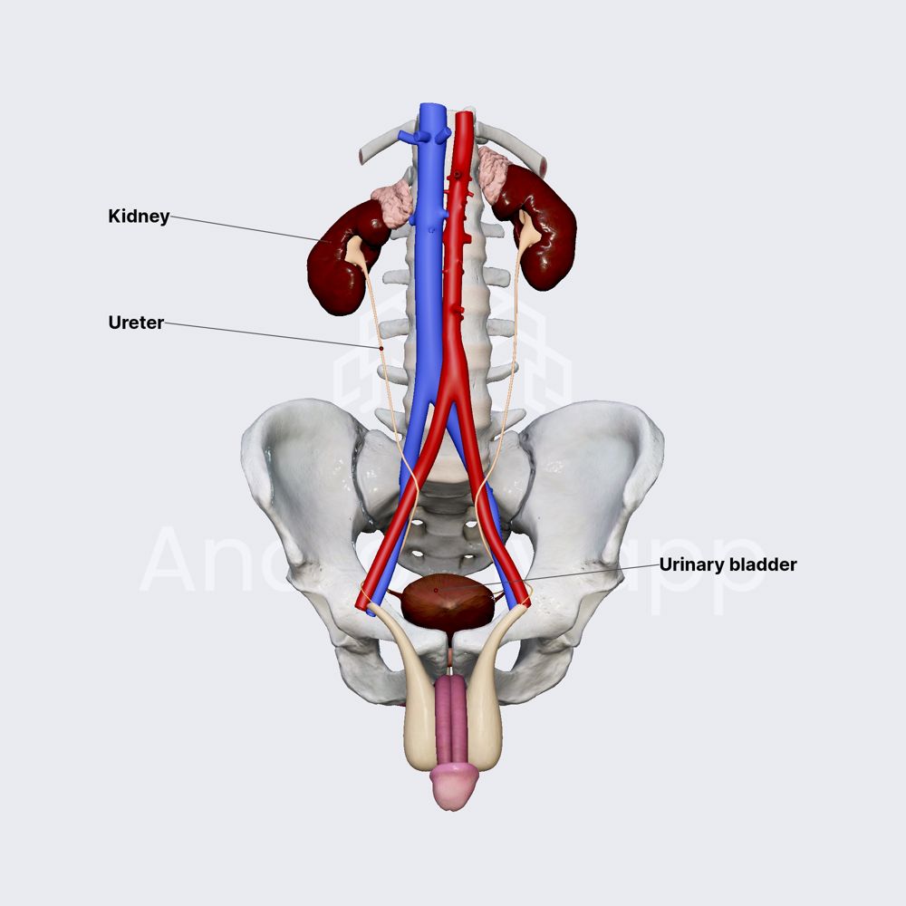 Urinary system (overview)