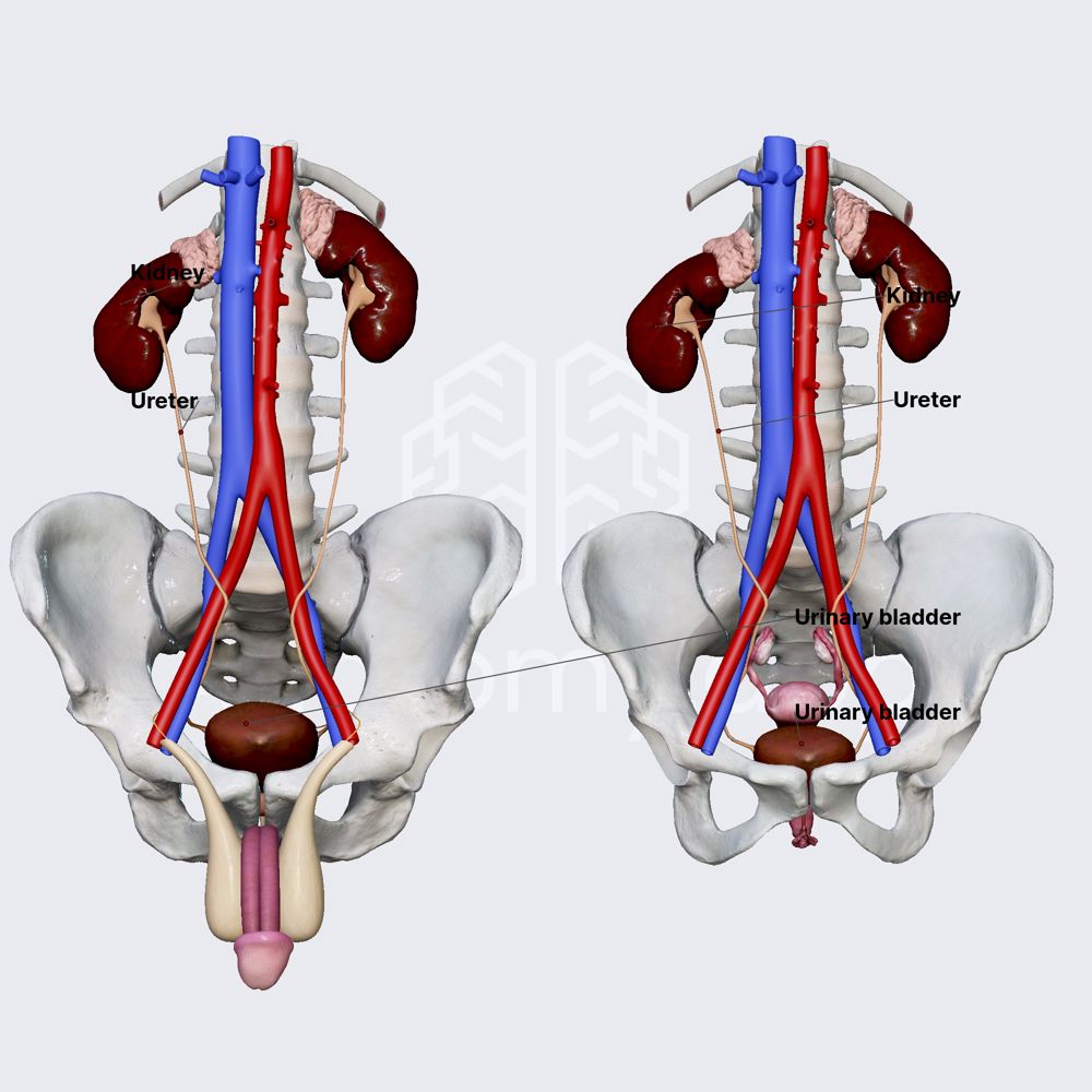 Urinary system (overview)