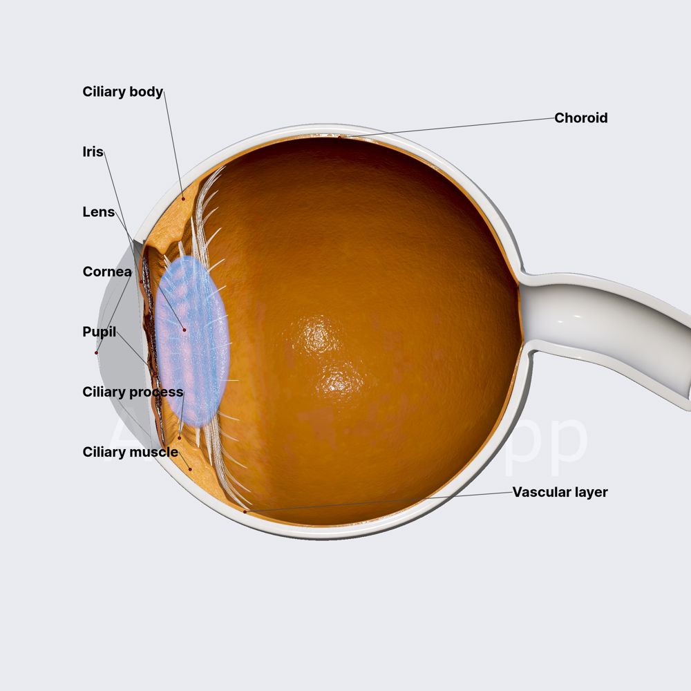 Vascular layer of eyeball