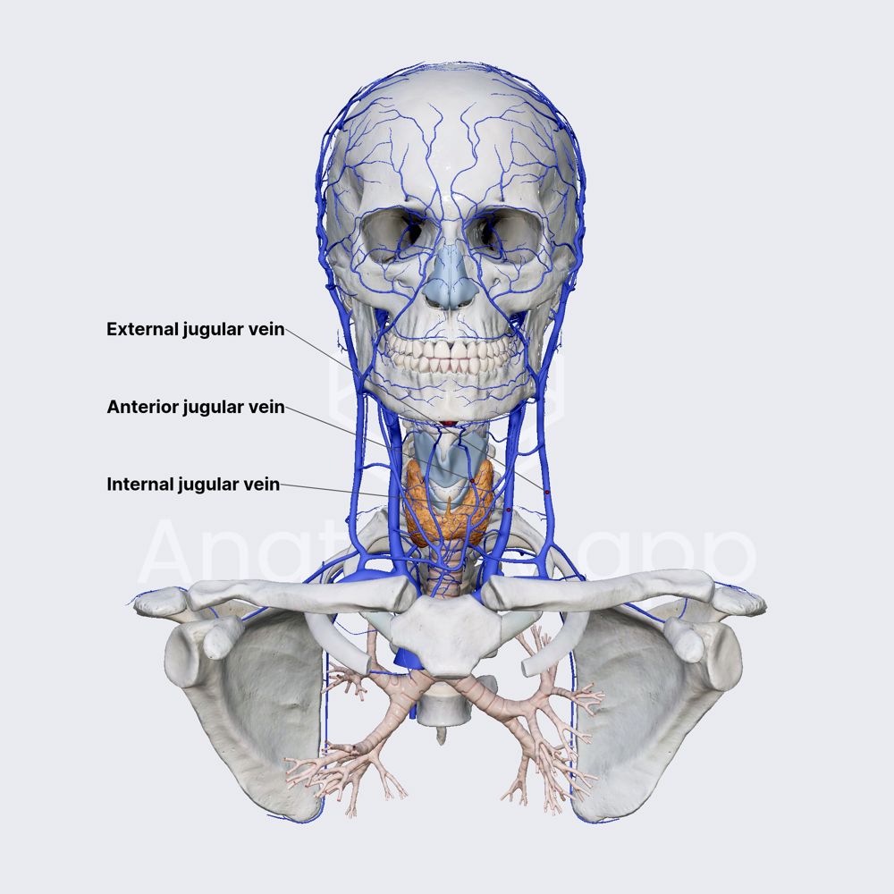 Veins of the head and neck (overview)