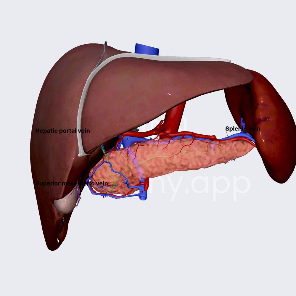 Venous drainage of spleen