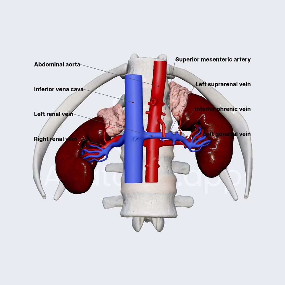 Venous drainage of kidneys