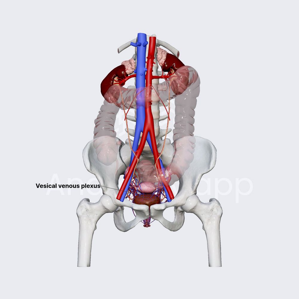 Venous drainage of female urinary bladder 