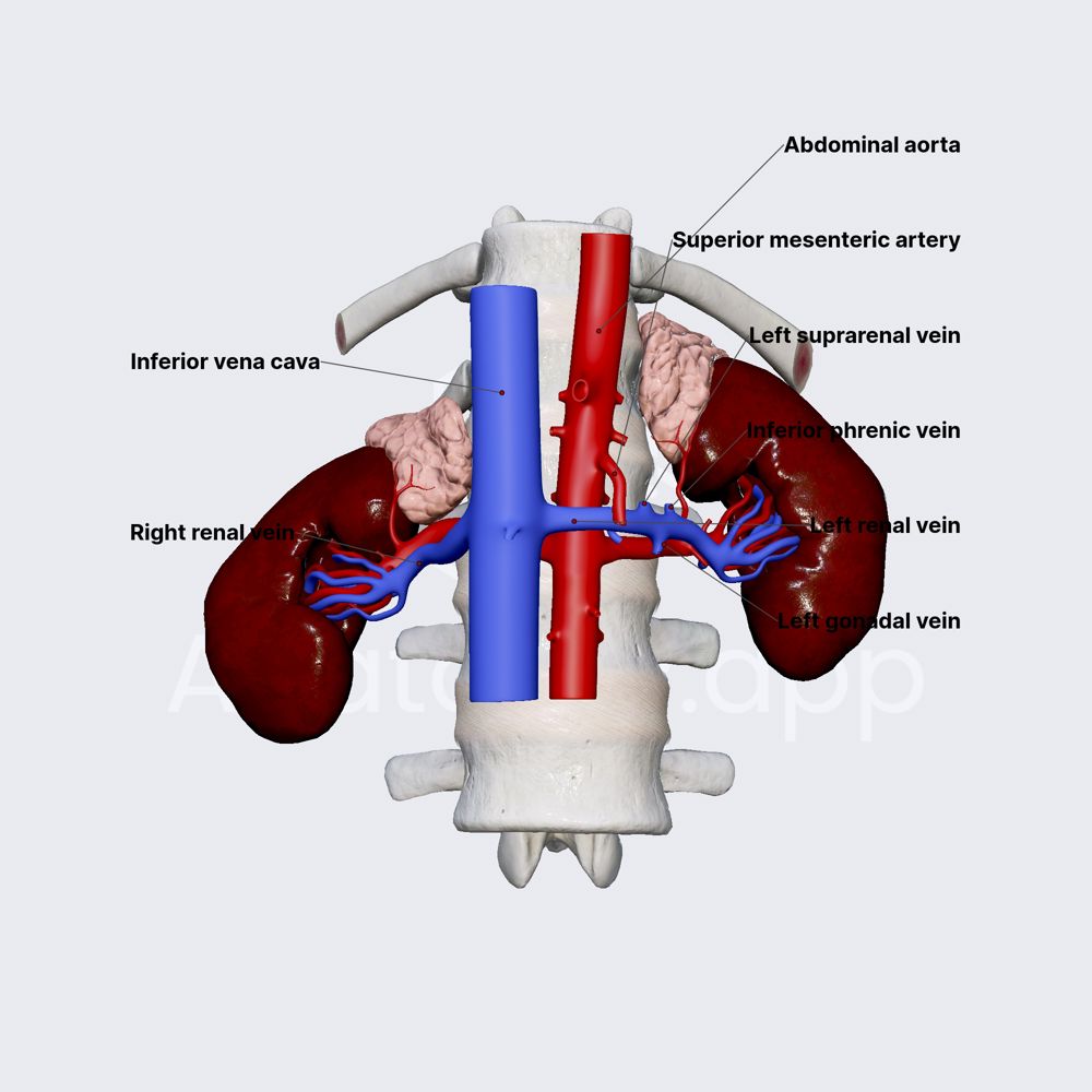 Venous drainage of kidneys