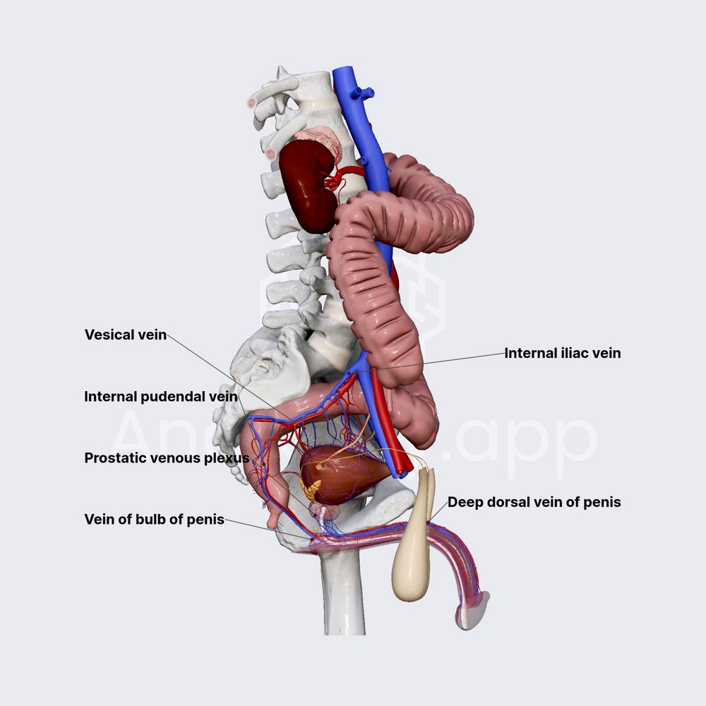 Venous drainage of male urethra