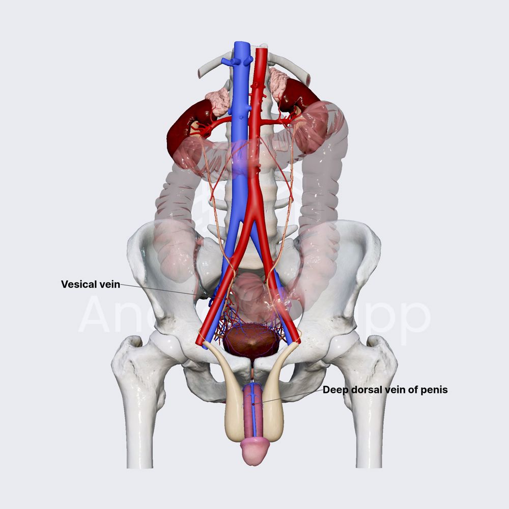 Venous drainage of male urinary bladder