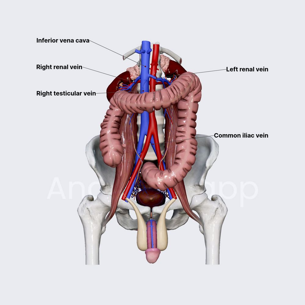 Venous drainage of ureters