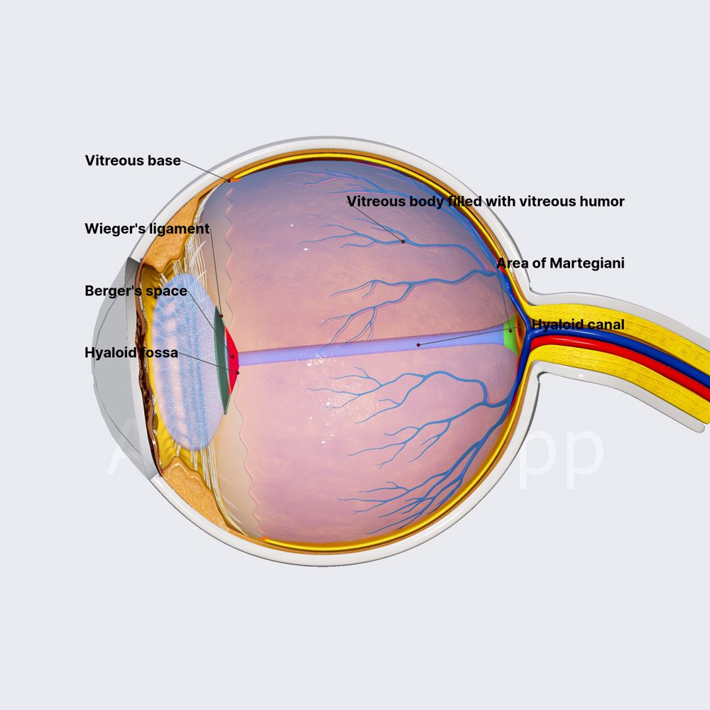 Vitreous body