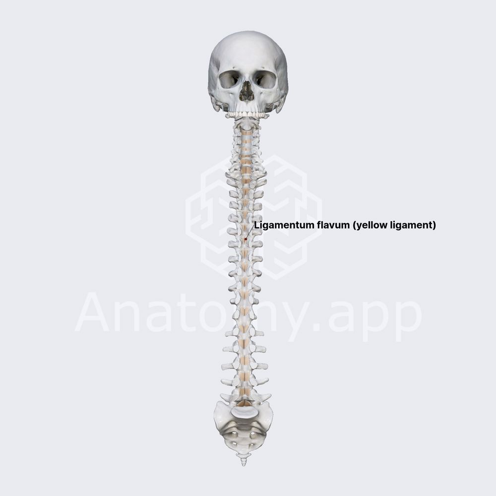 Ligamenta flava (yellow ligaments)