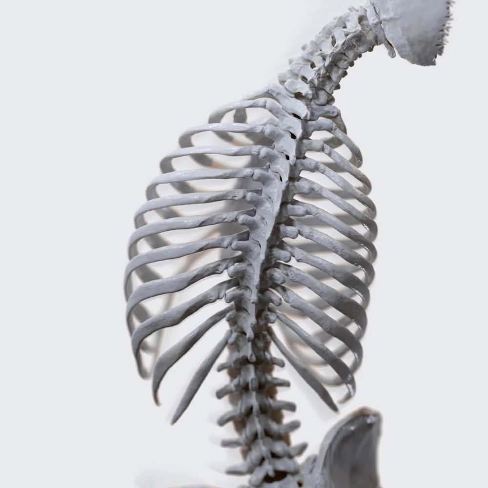 Biomechanics of the spine: lateral flexion