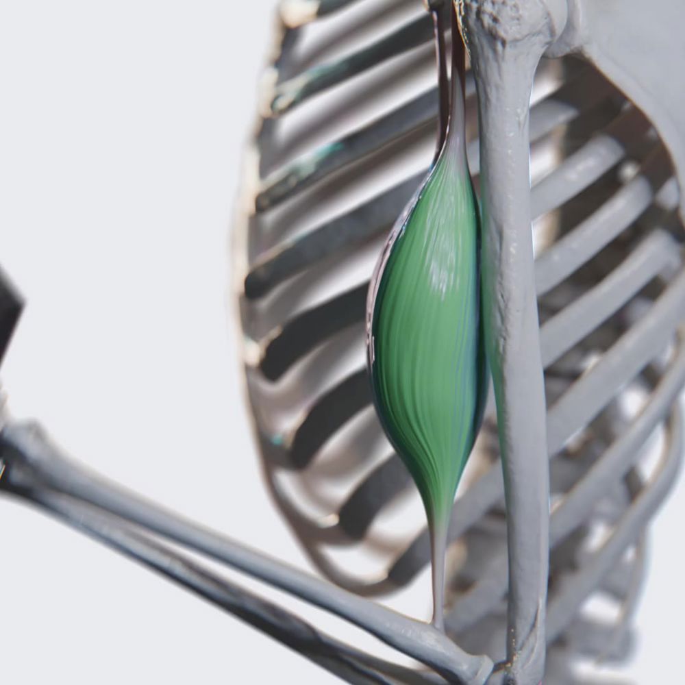Biceps brachii: flexion and supination of the forearm