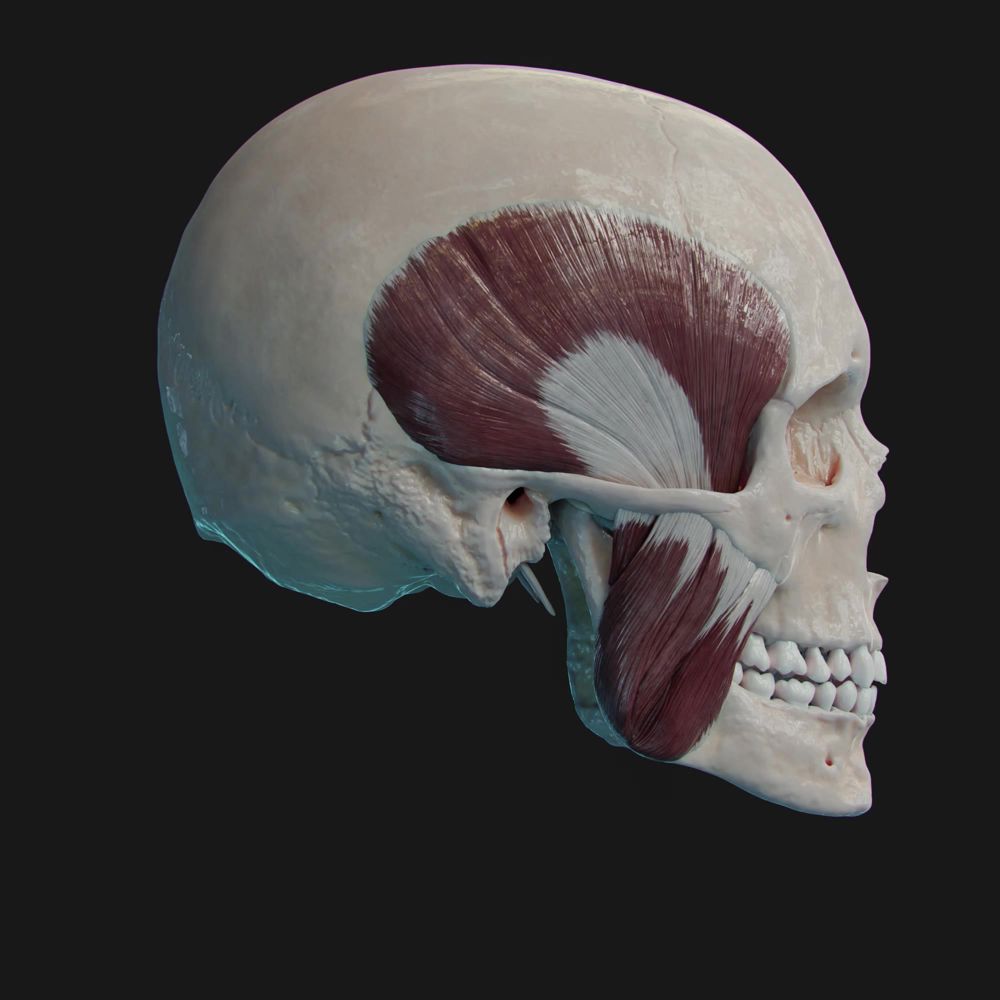 Biomechanics of the TMJs: masseter and temporalis in action during mandible elevation and depression