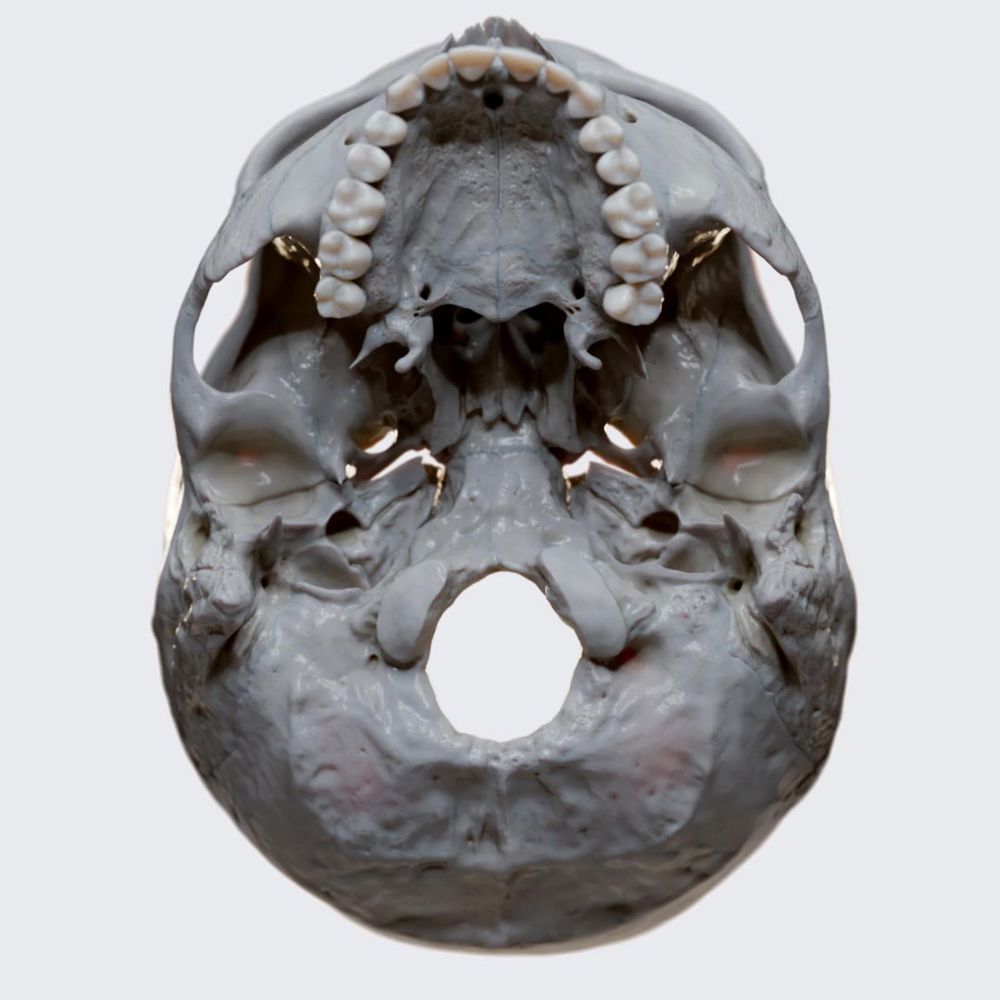 Internal and external cranial bases