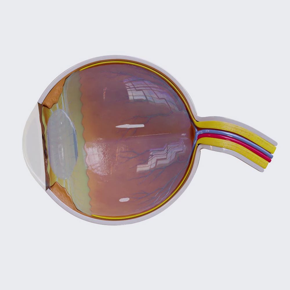 Eye (360 view)