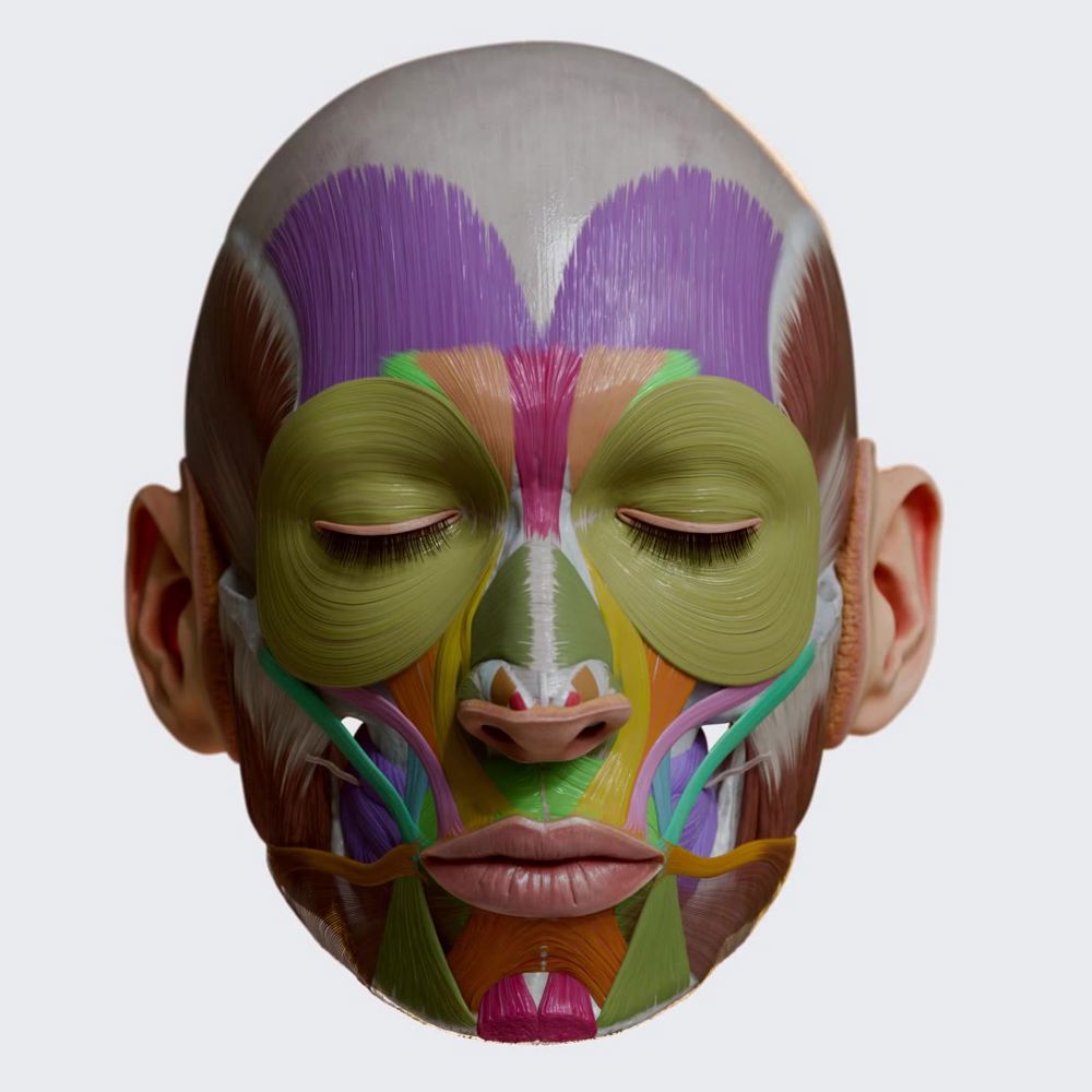 Facial muscles (colored)
