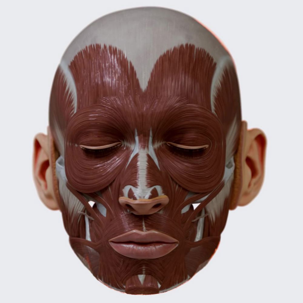 Facial muscles (overview)