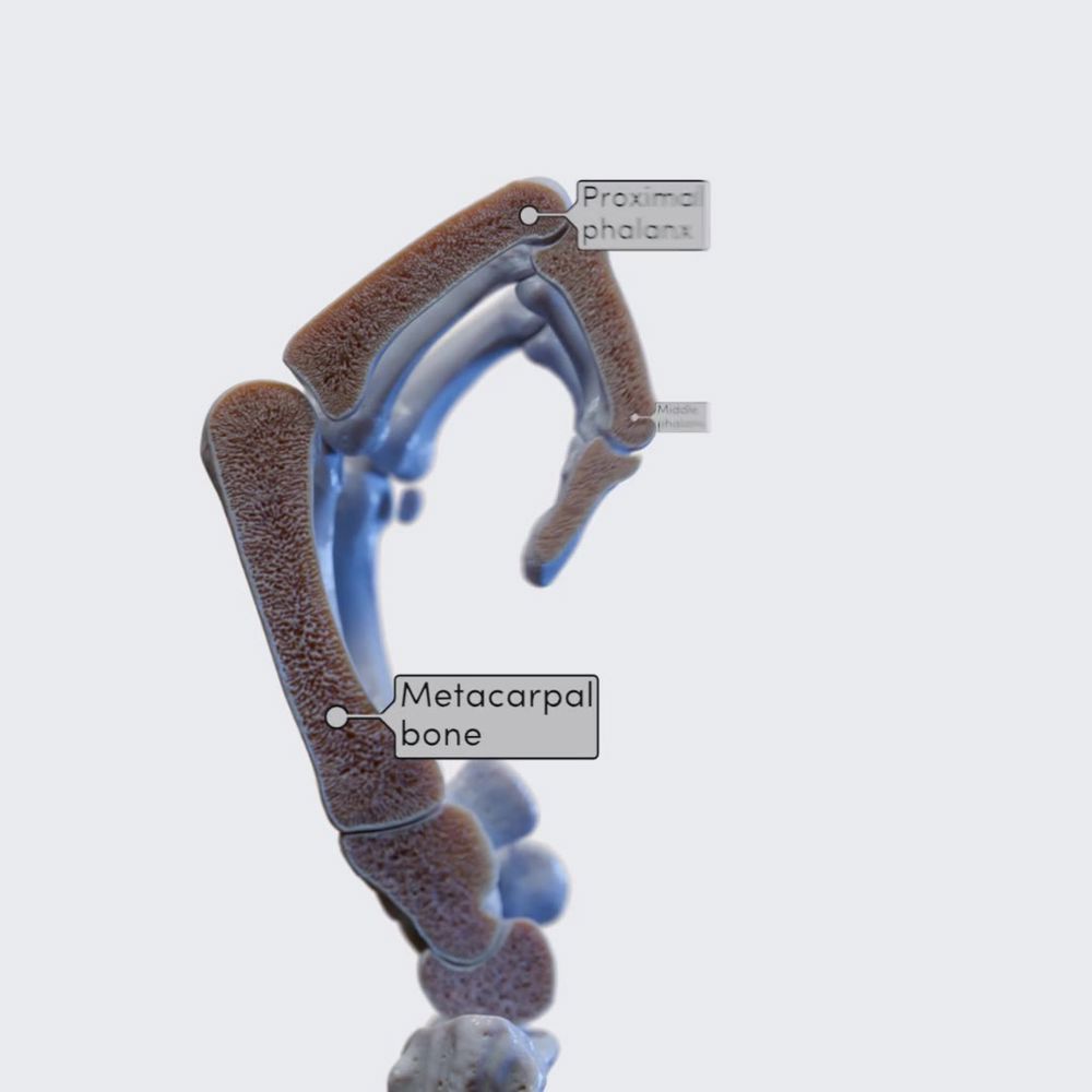 Biomechanics of the hand: formation of a fist and finger kinetics