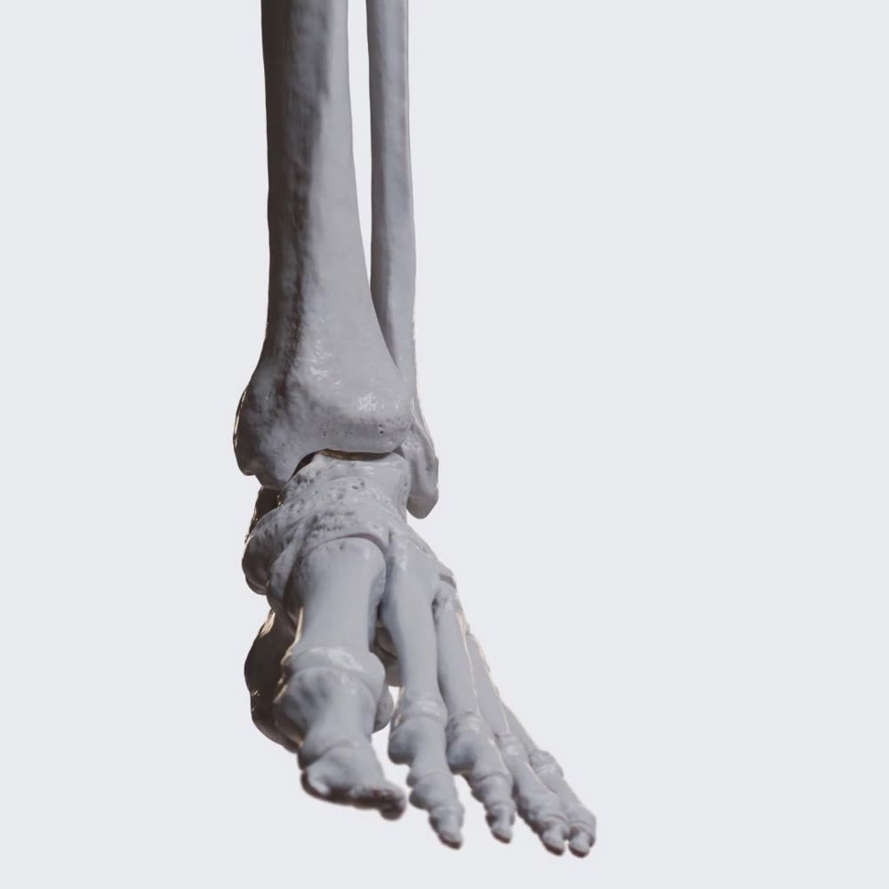 Biomechanics of the foot: inversion and eversion