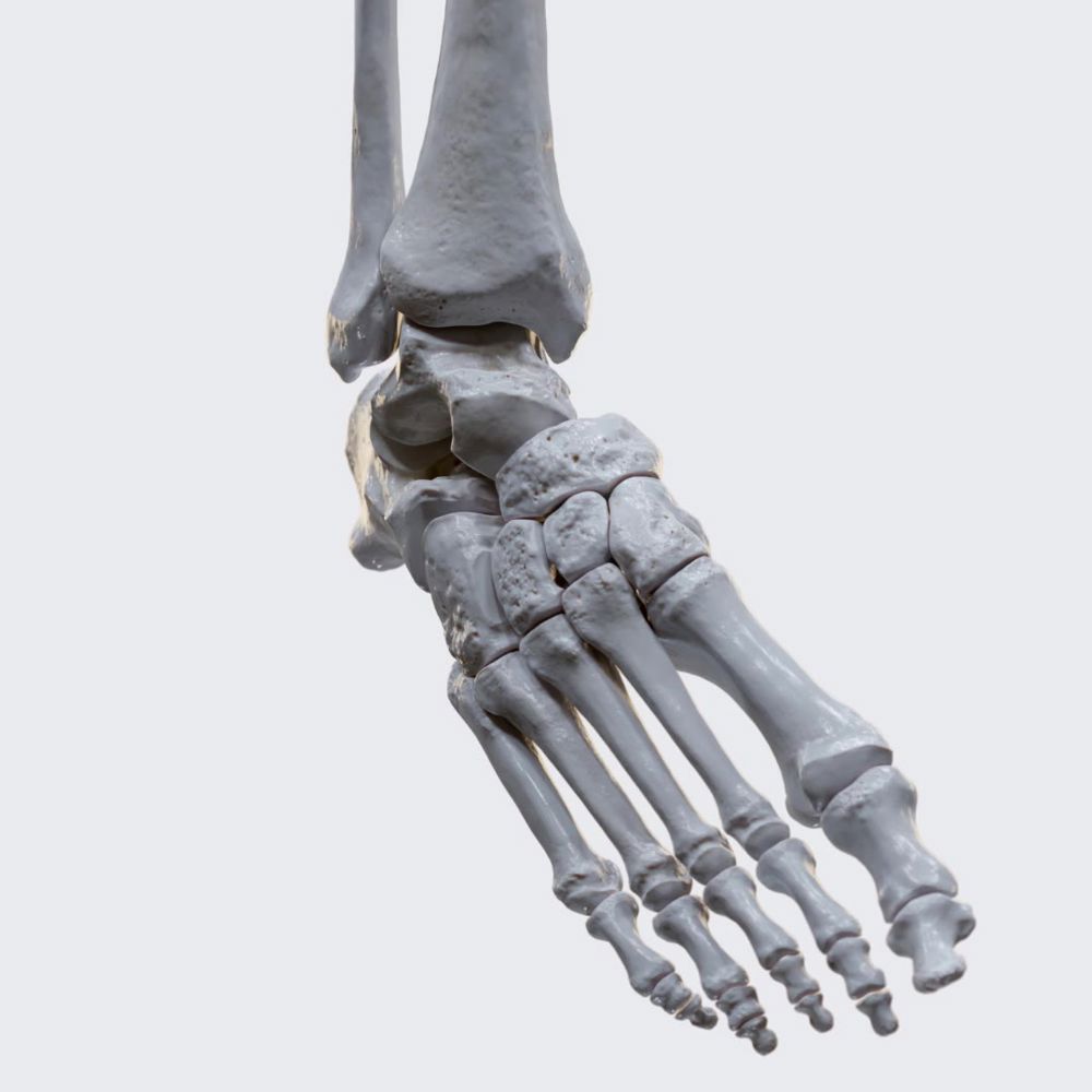 Biomechanics of the foot: pronation and supination