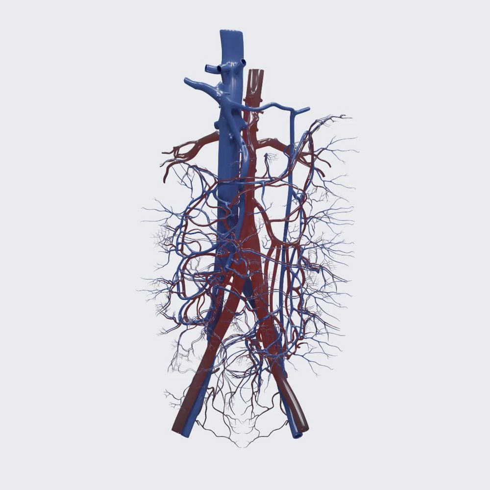 Overview of the gastrointestinal blood vessels
