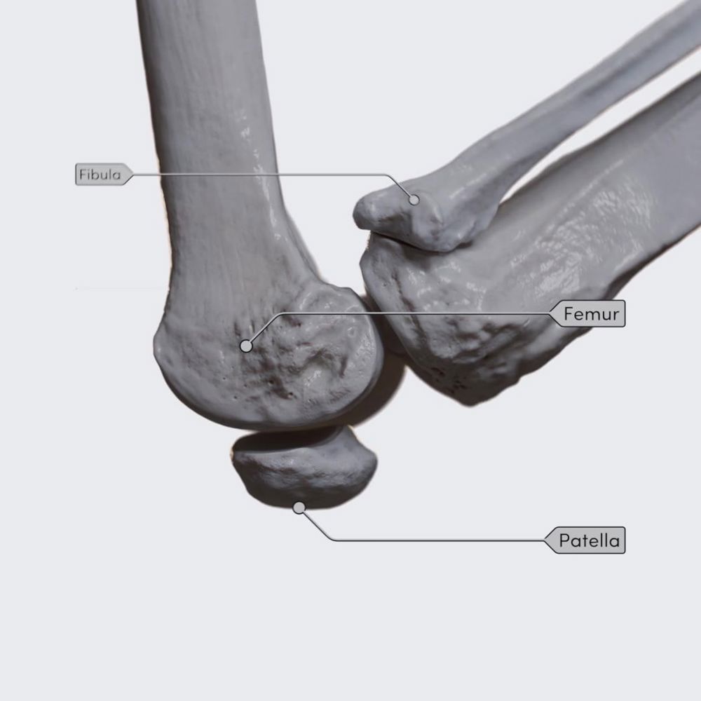 Biomechanics of the knee joint: flexion and extension