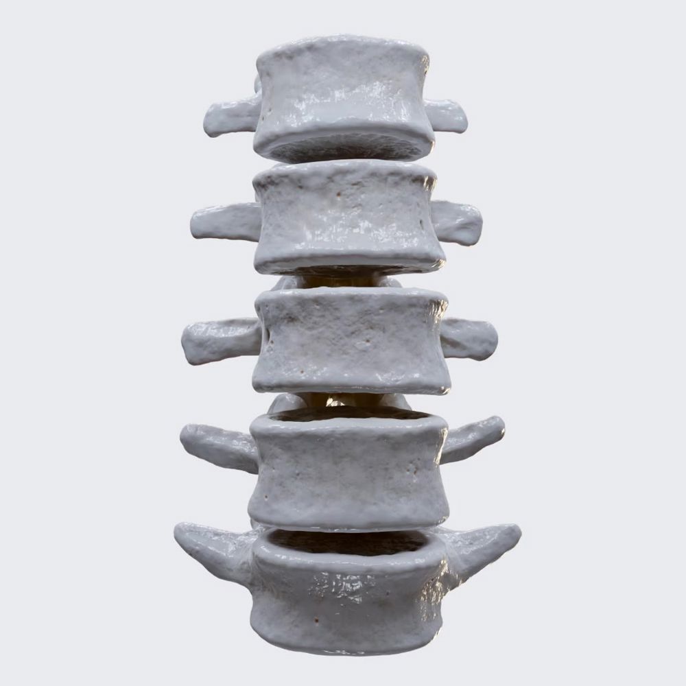 Lumbar vertebrae