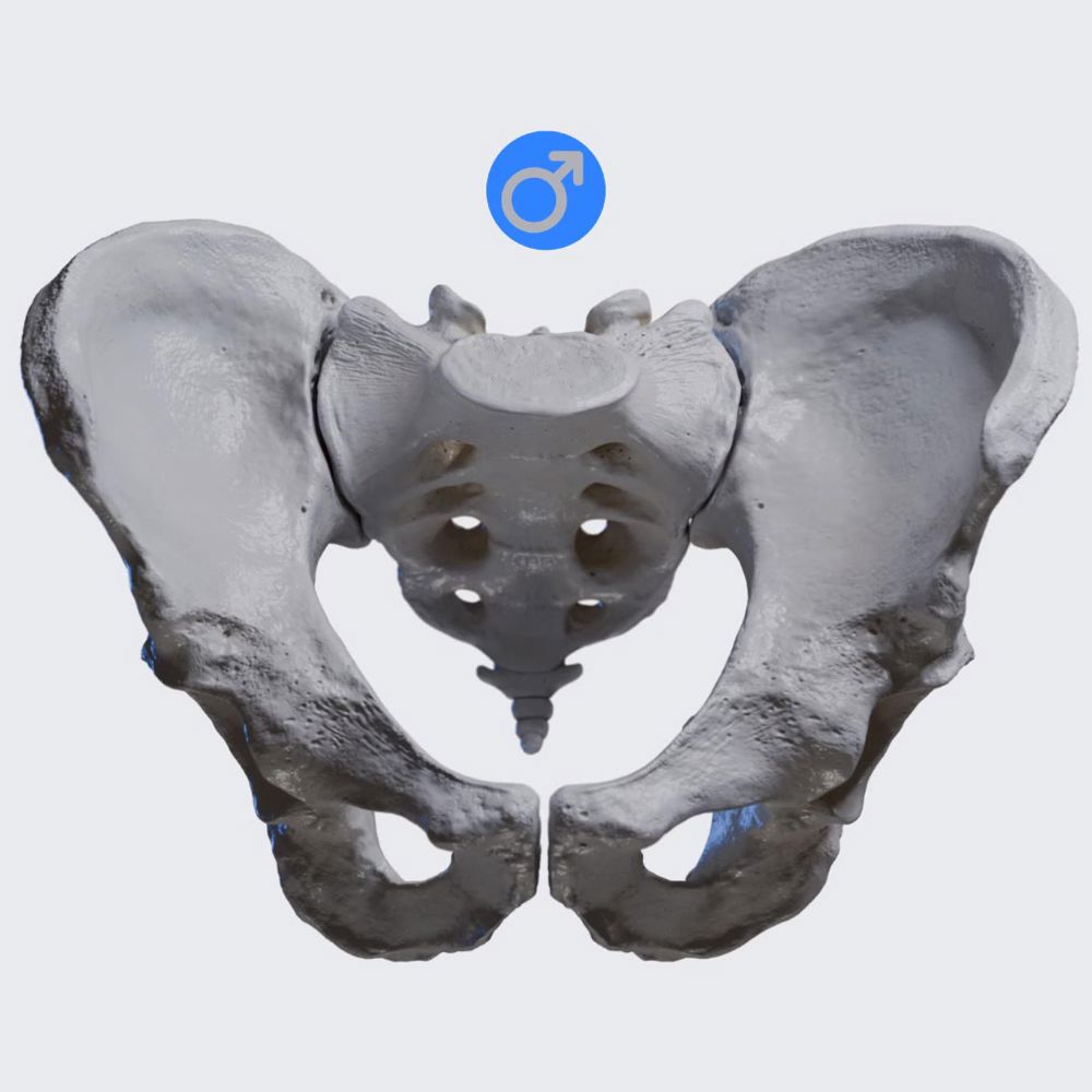 Male vs. female pelvis