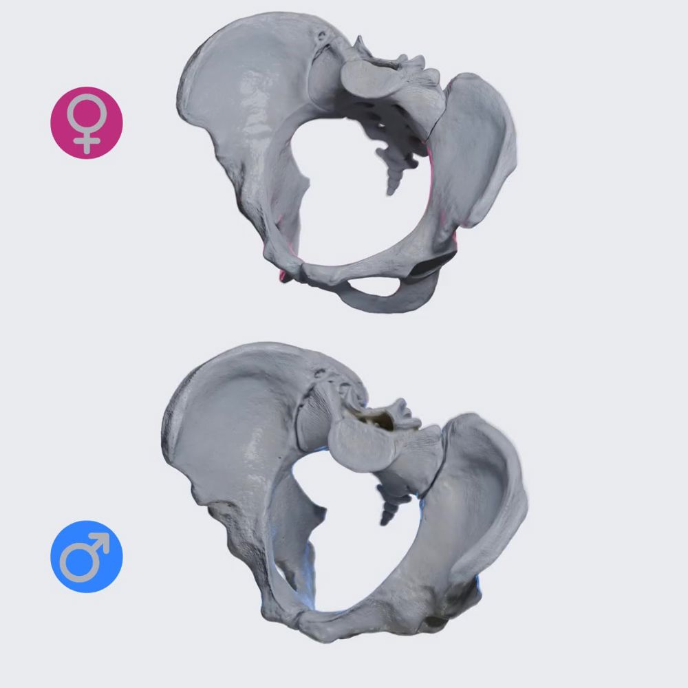 Exploring differences: male and female pelvis comparison