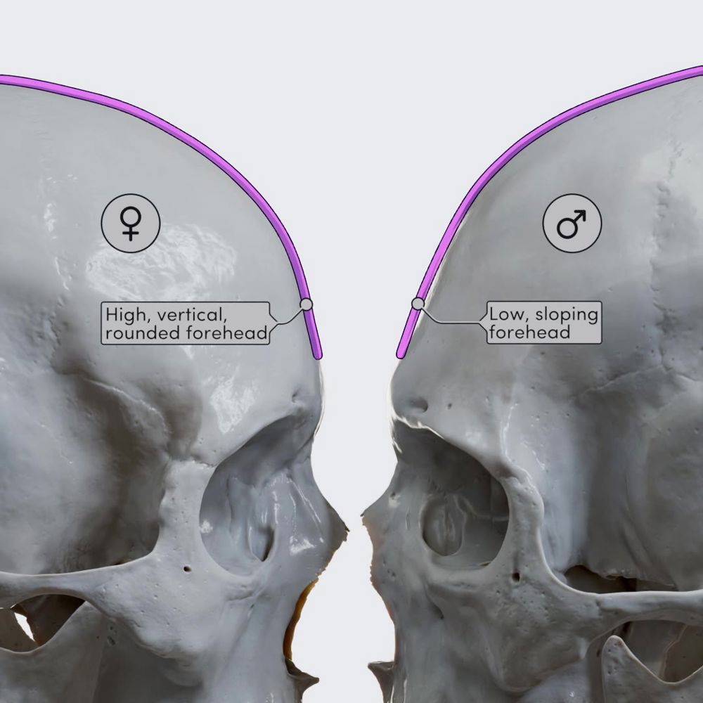 Comparing male and female skull morphology