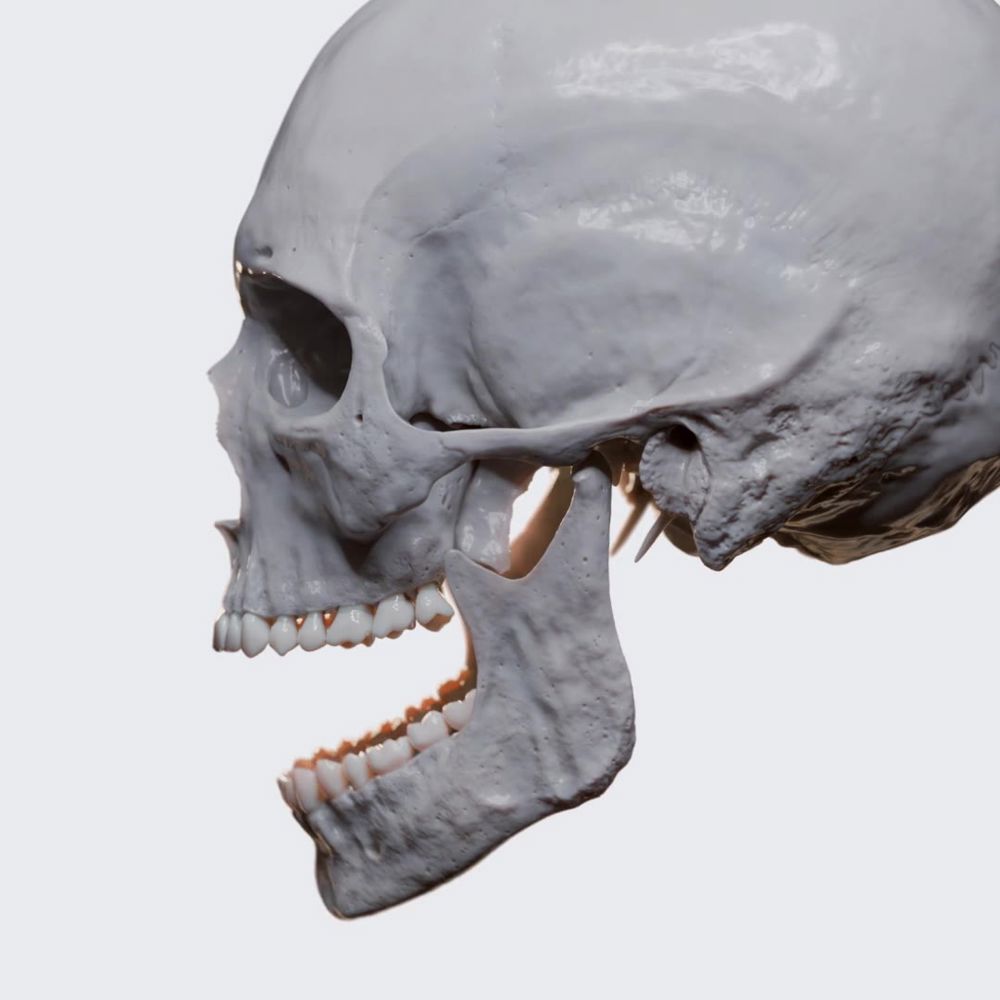 Biomechanics of the TMJs: movements of the mandible