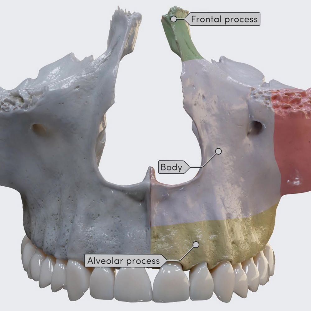 Maxilla (processes and landmarks)