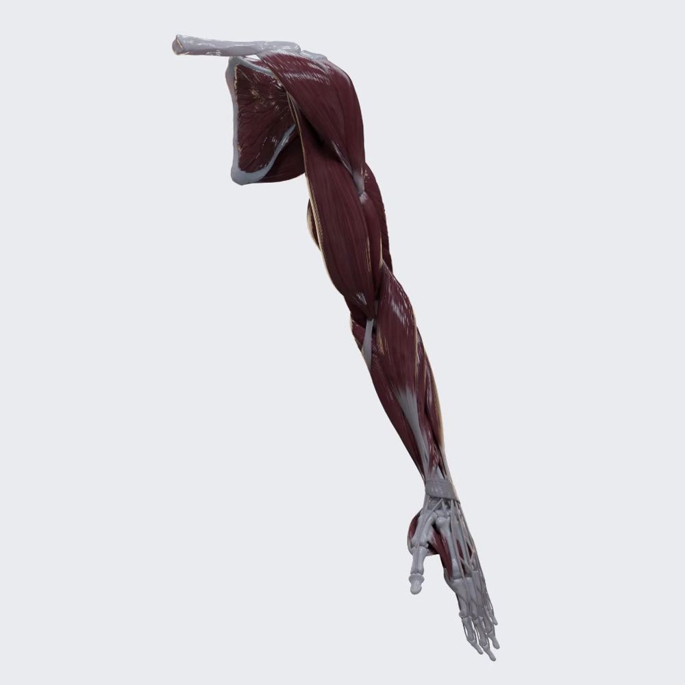 Muscles of upper limb (360 view)