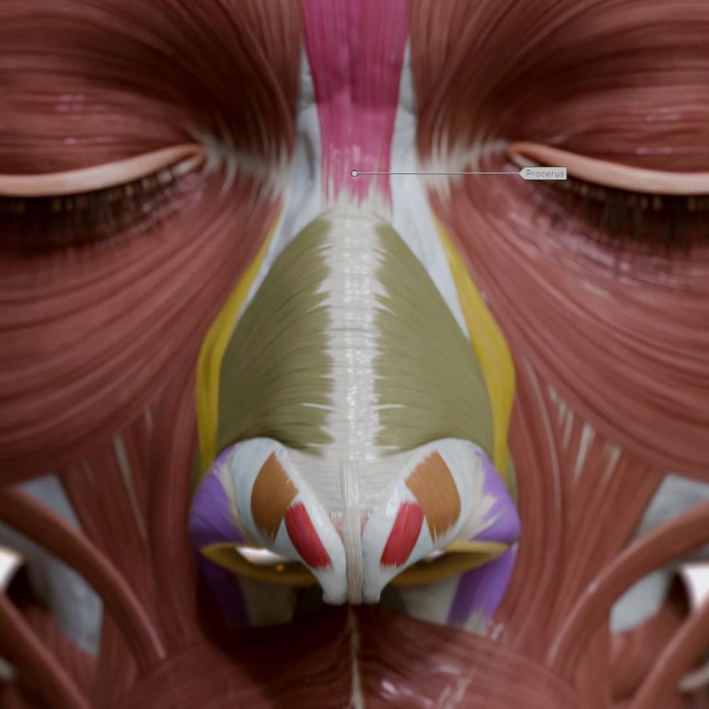 Nasal group of facial muscles