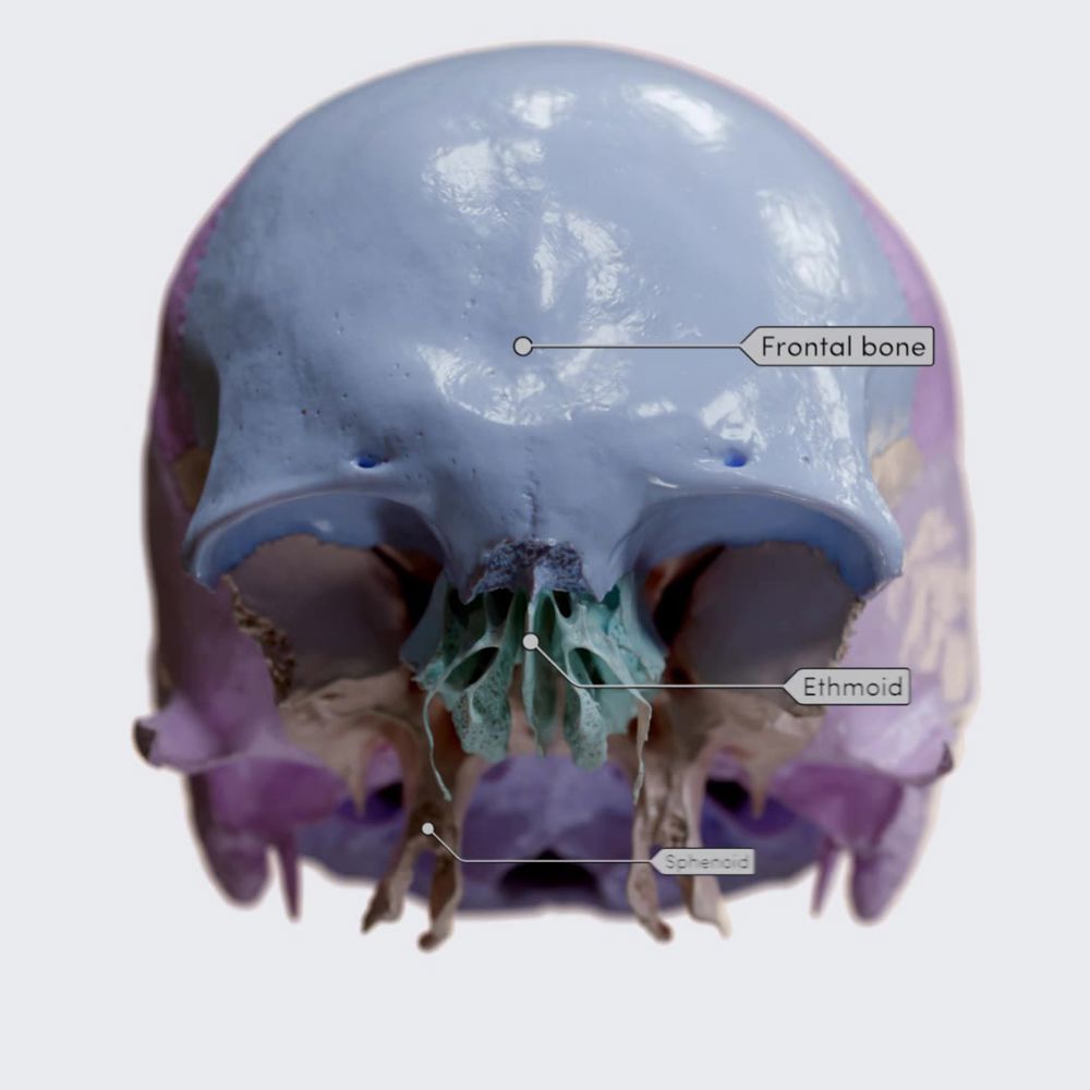 Bones of the neurocranium