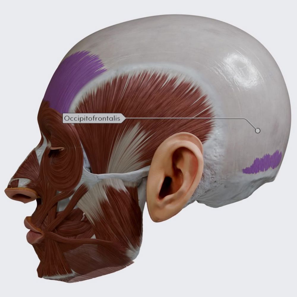 Occipitofrontalis