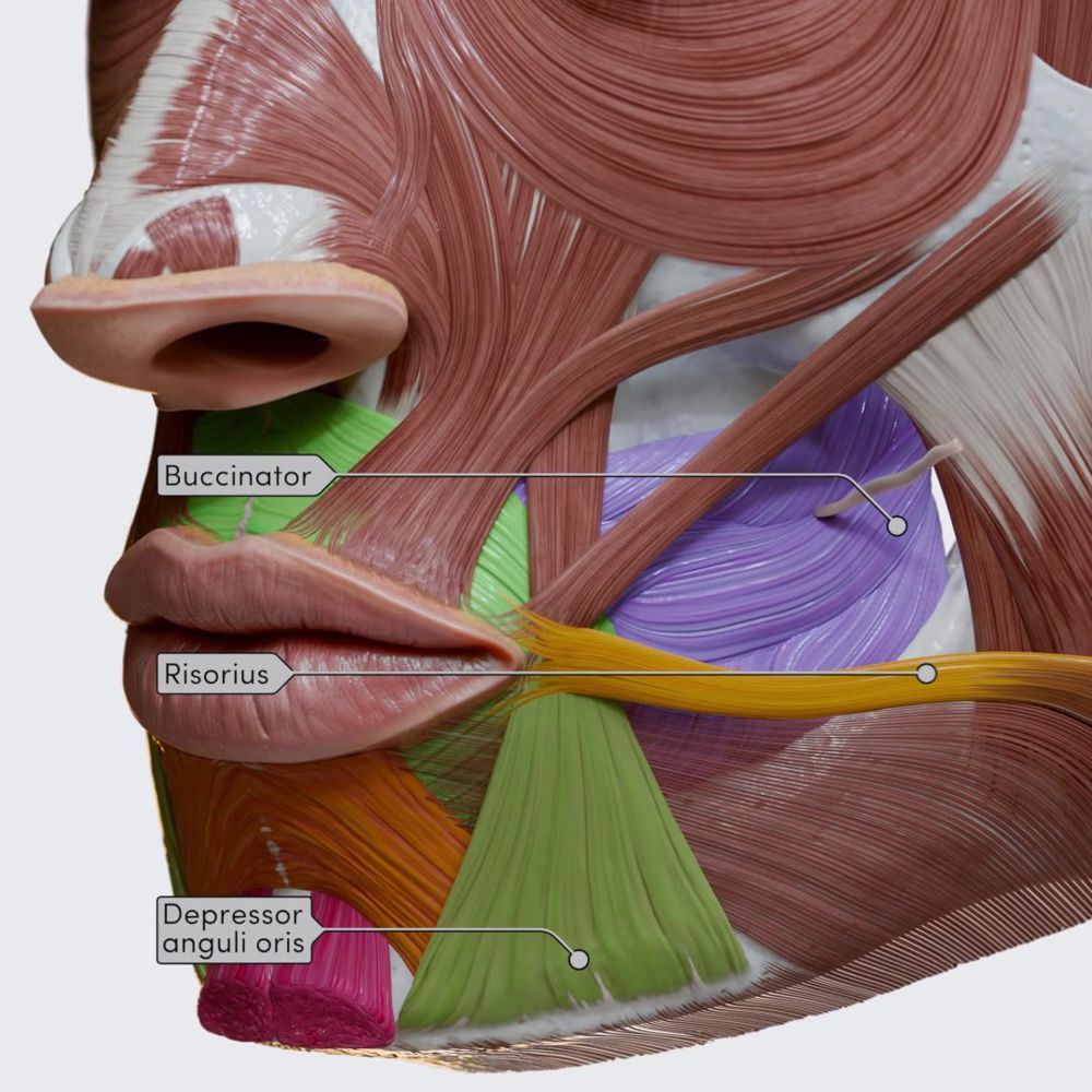 Oral group of facial muscles (part 2)