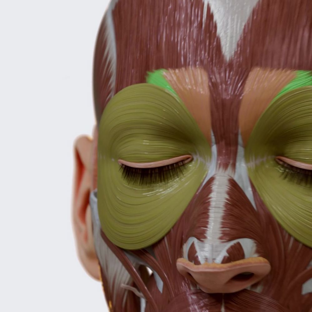 Orbital group of facial muscles