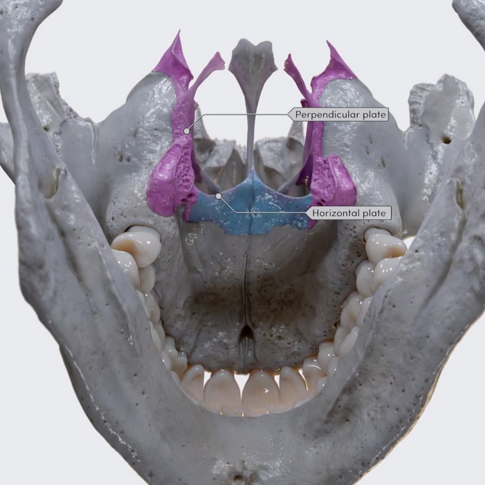 Palatine bone (parts and landmarks)