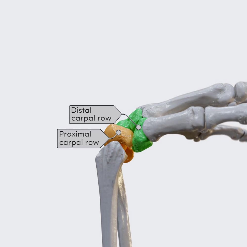 Biomechanics of the hand: flexion and extension