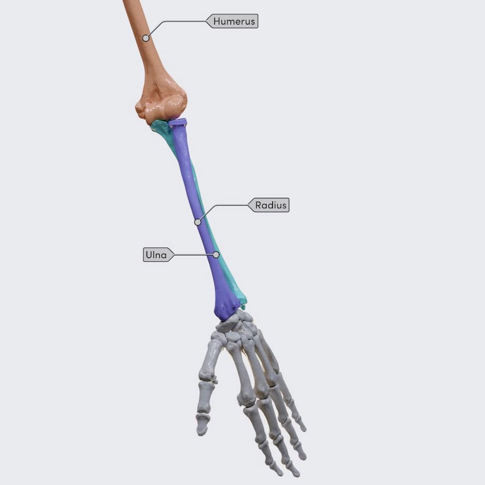 Biomechanics of the upper limb: pronation and supination