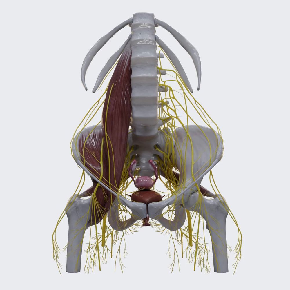Nerves of female pelvis (360 view)