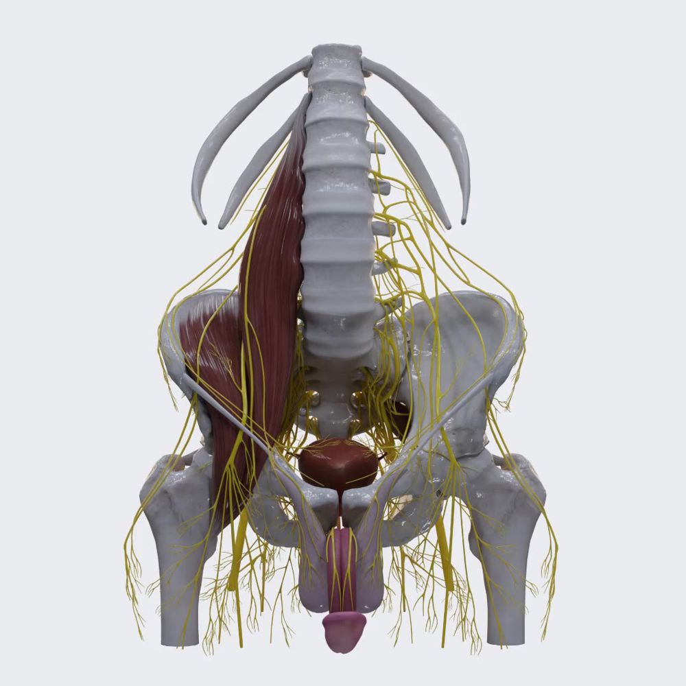 Innervation of male pelvis