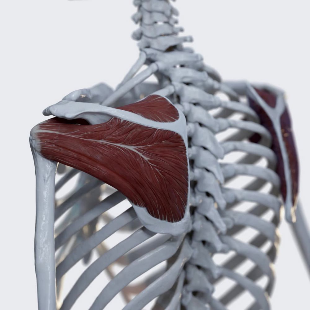 Rotator cuff muscles (posterior view)