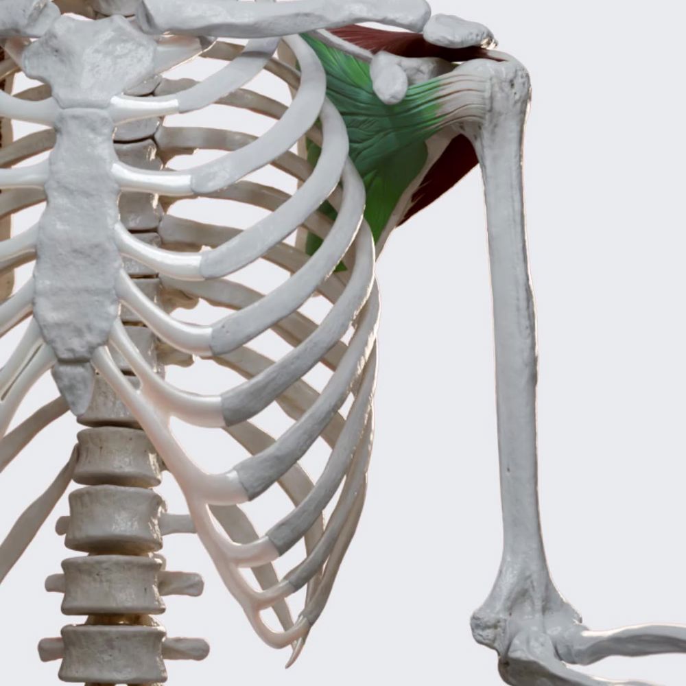 Subscapularis (rotator cuff): internal rotation of the shoulder